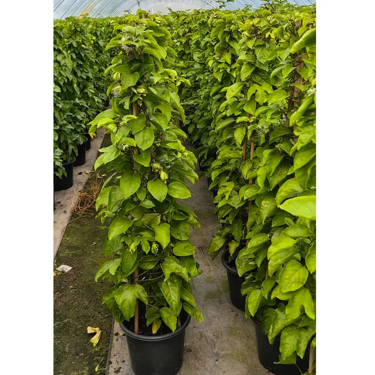 爬藤植物百香果盆栽5加仑原杯原土