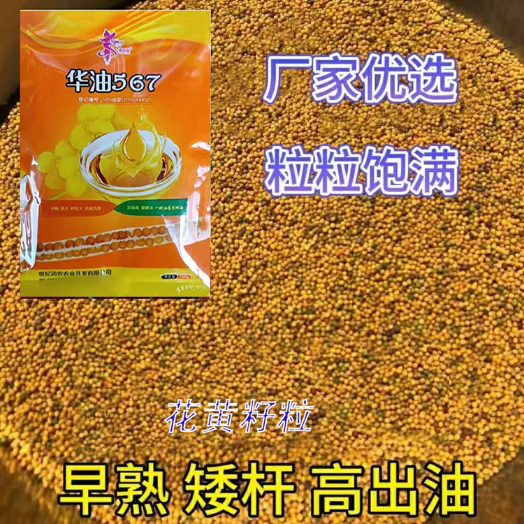 华油567油菜种花黄籽强分支抗病抗倒双抗双低早熟高产早熟油菜籽