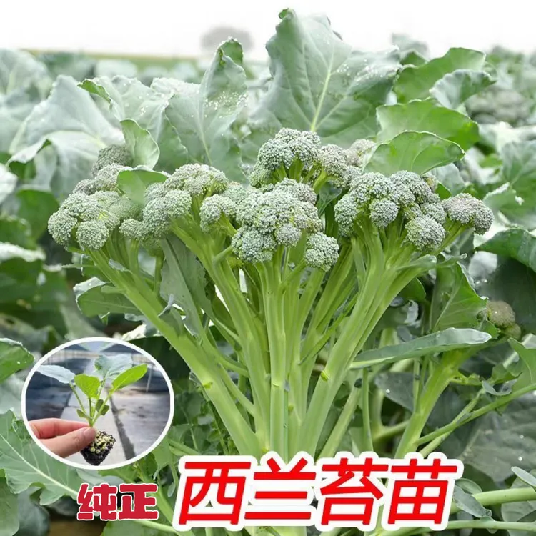 正品青花薹一号杂交一代纯正西兰苔种苗秋冬耐寒多茬采收蔬菜苗