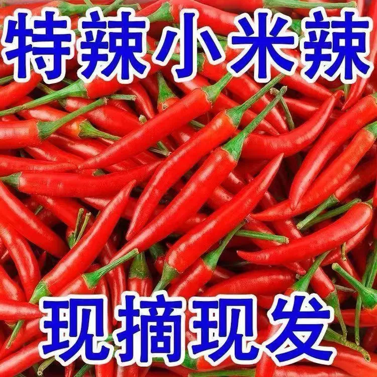 农家自种新鲜小米椒小米辣特辣朝天椒当季时令蔬菜现摘红辣椒