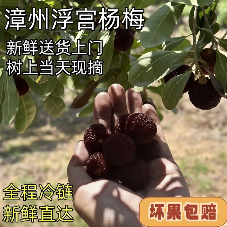 【空运包邮】5斤福建浮宫杨梅当季新鲜采摘原产地水果孕妇适用
