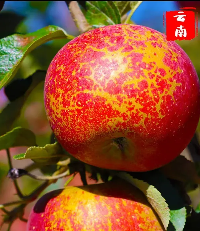 云南昭通冰糖心丑苹果新鲜现摘脆甜多汁应季水果