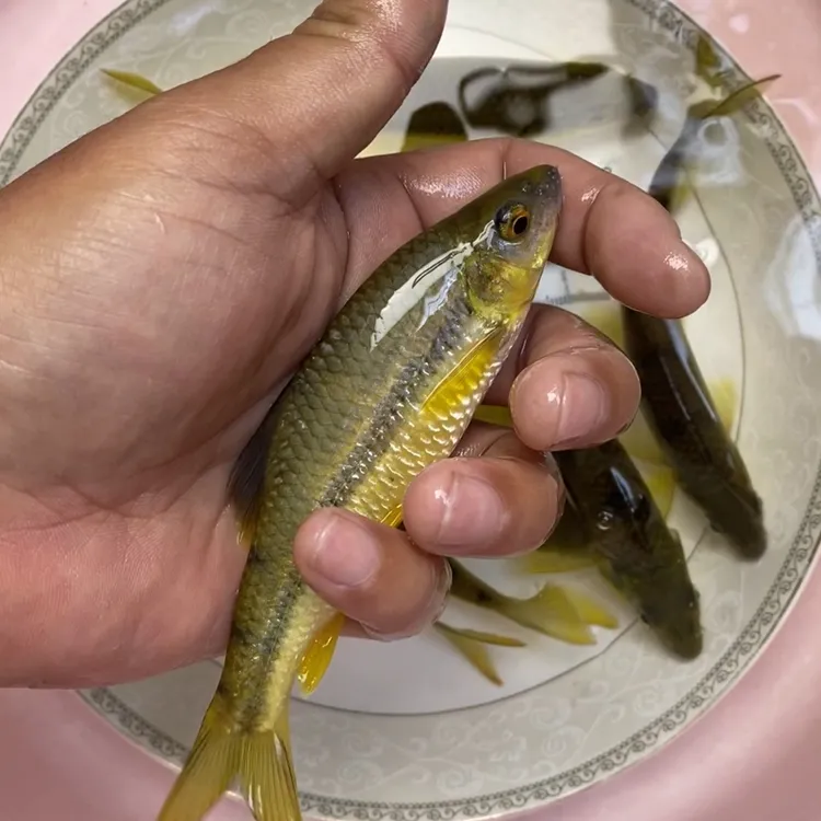 原生群游黄腹溪石斑冷水观赏鱼小型淡水溪流鱼活体光唇鱼耐活好养