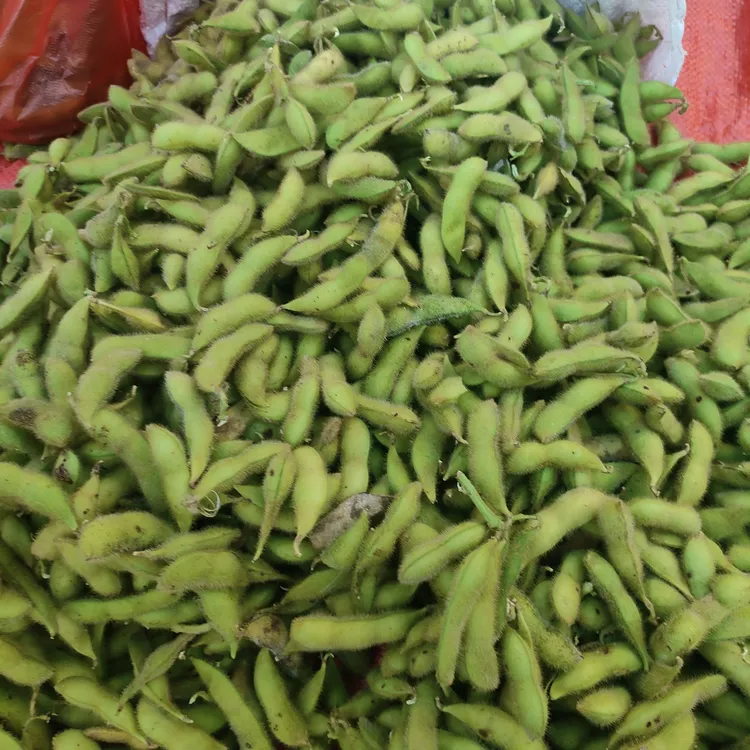 新鲜带壳毛豆农家种植现摘现发不泡水吃火锅专用菜