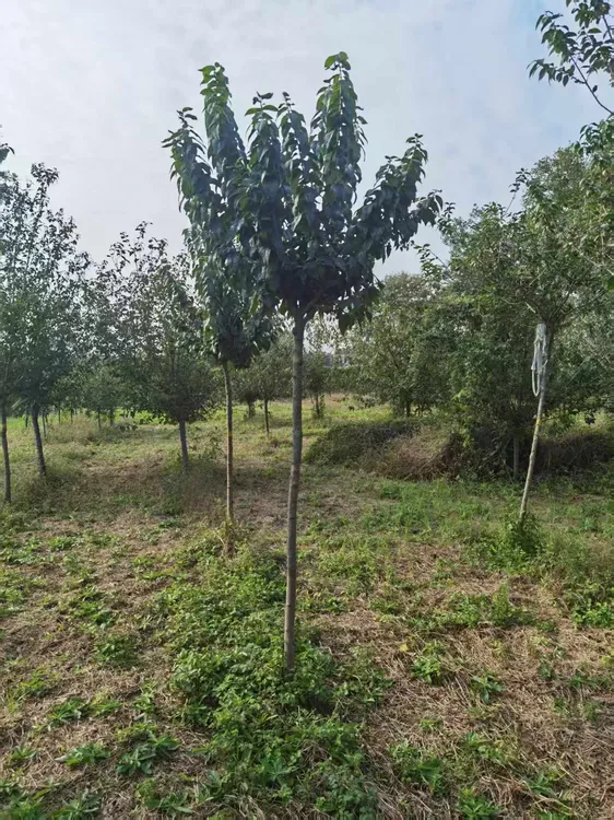 腊梅树 素心腊梅树 绿植优选 耐寒耐旱 南北方都可以种 庭院 花园