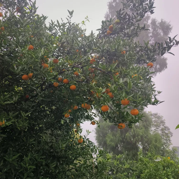  四川泸州高海拔橘子  现摘现发