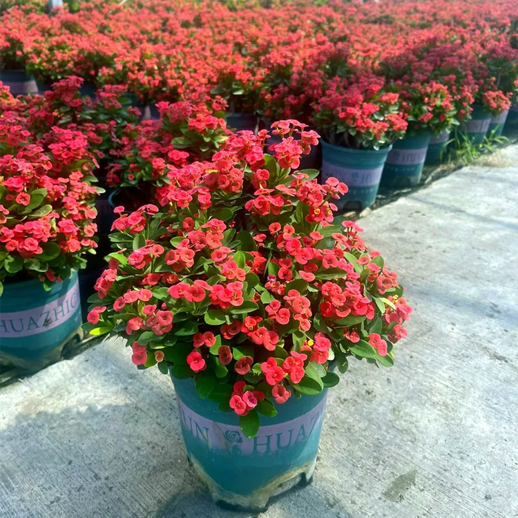 虎刺梅花卉盆栽易活植物室内办公室阳台耐旱铁海棠花四季开花绿植