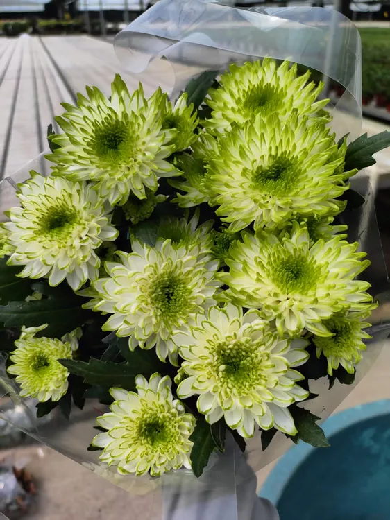 绿天赞带花苞带盆基地直发室内阳台盆栽庭院均可懒人福音鲜花