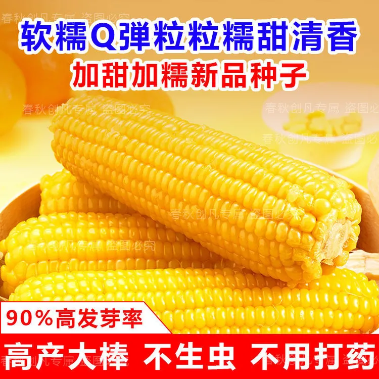 【耐湿抗病虫】黄糯玉米种子黄玉米东北糯玉米非转基因粘玉米甜玉米
