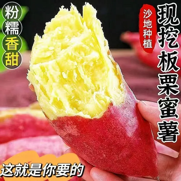 板栗红薯正宗沙地现挖新鲜批发黄心地瓜番薯整箱农家香甜--9