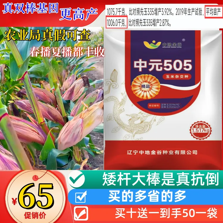 三国审正品505矮杆双棒基因高产玉米种子抗病抗虫抗倒伏苞谷种