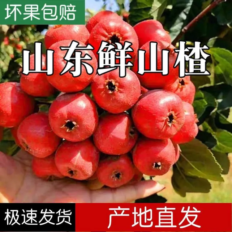 2025年新山楂果现摘独立包装农家鲜山楂水果特级冰糖葫芦专用