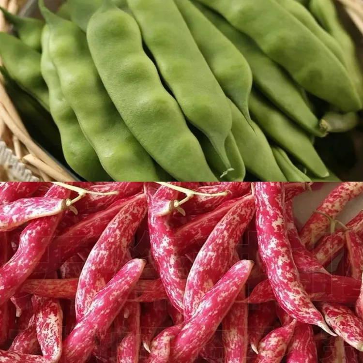 东北特产新鲜红金钩油豆角双拼现摘现发皮薄豆粒饱满包邮4斤