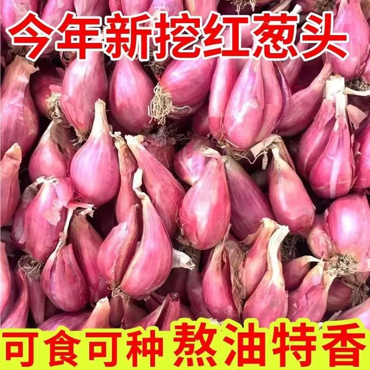 红葱头种四季葱头干新鲜葱头花盆栽红葱头种四季香葱火葱种子葱头