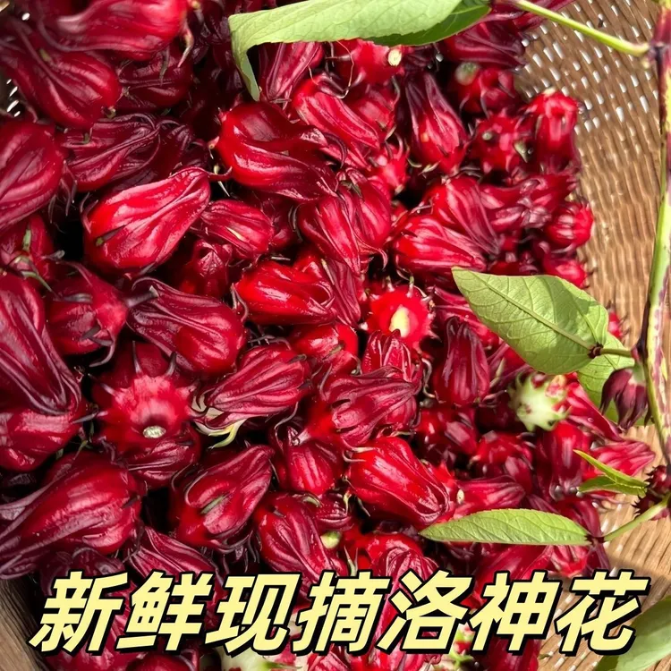 新鲜现摘红桃K洛神花玫玫瑰茄泡酒果脯花茶农家自种产地直发