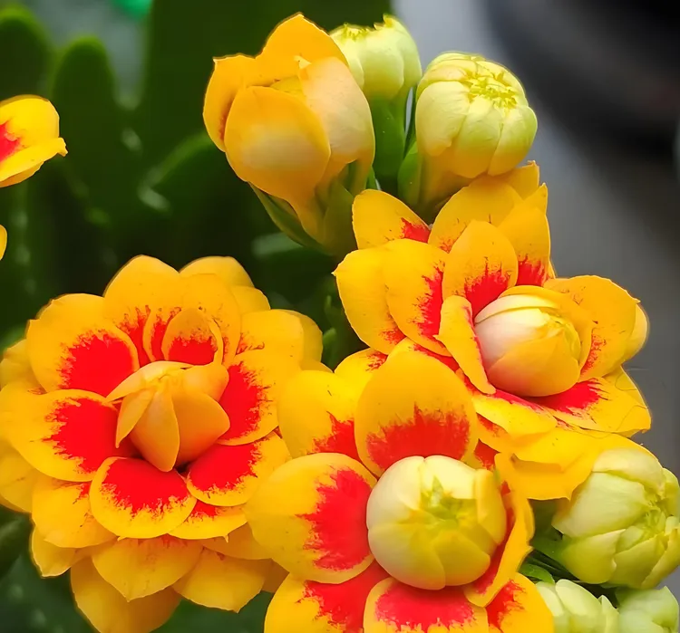 基地直发长寿花洛桑女神重瓣大花带盆盆栽室内外花卉