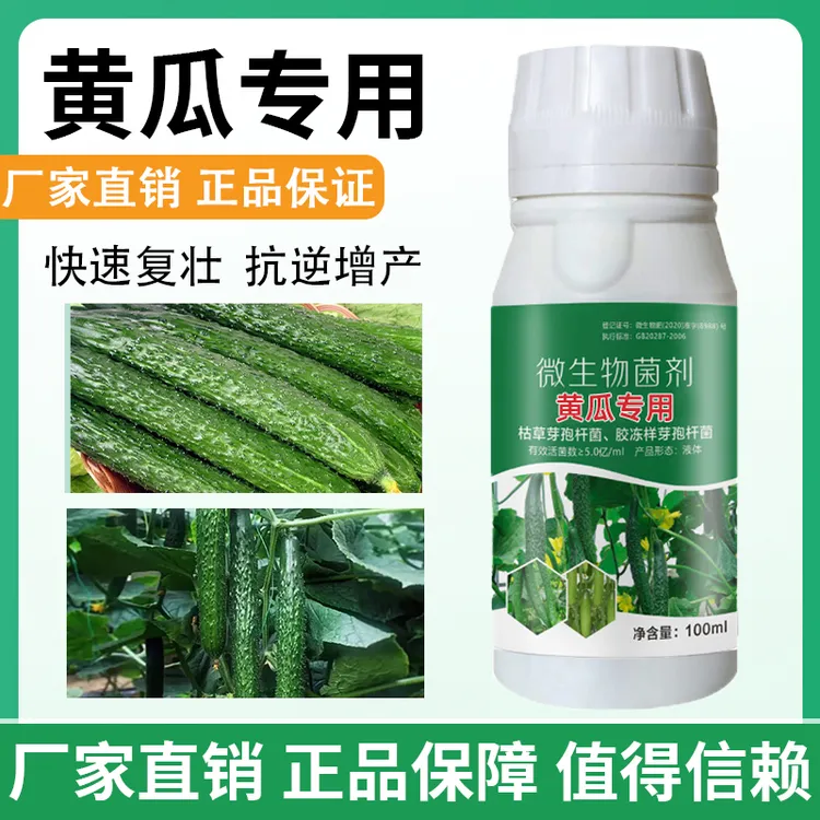 黄瓜专用调节黄瓜生长提高防护力增强抗性快速复壮助力黄瓜增收