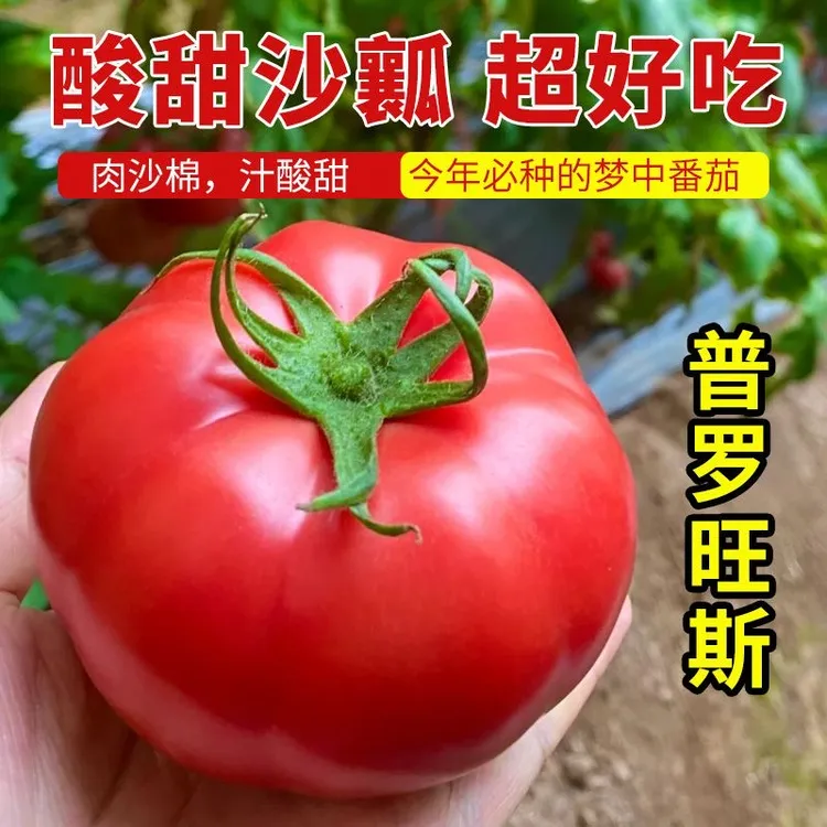 【陕西泾阳普罗旺水果西红柿】沙瓤生吃水果西红柿汁多味美新鲜果蔬