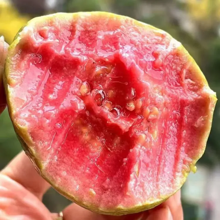 【顺丰包邮】软糯红心芭乐白心芭乐新鲜水果应季番石榴脆甜3/5斤装