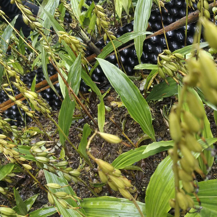 杜鹃一号川紫花毛慈菇毛慈姑山慈菇果荚批发零售