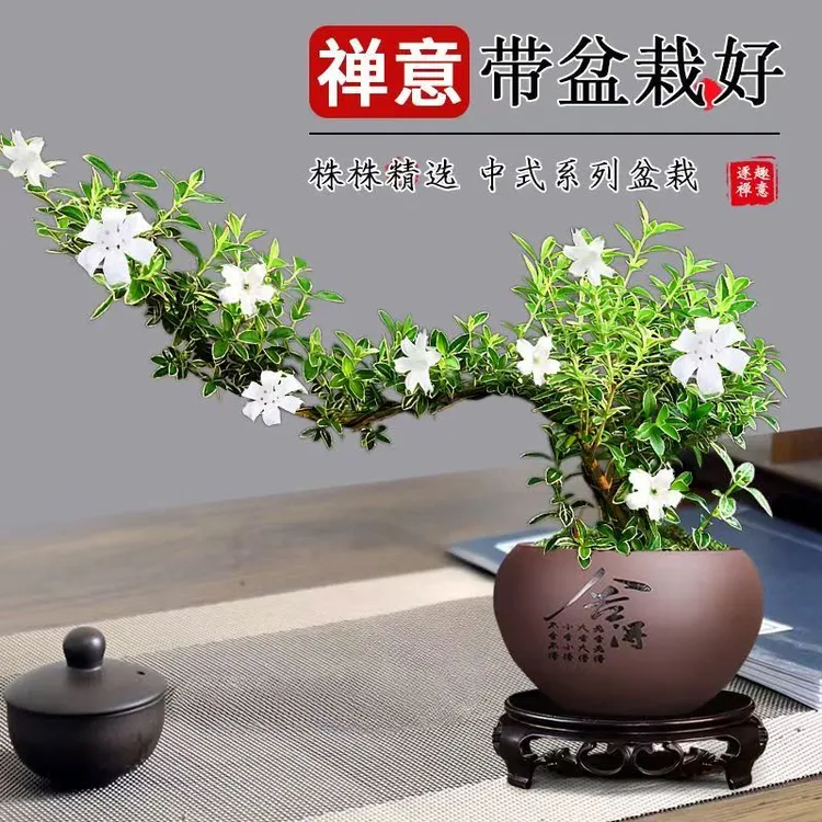 金边六月雪盆景飘枝造型室内桌面四季常青绿植养不死老桩盆栽花卉