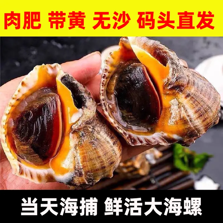 鲜活大海螺当天海捕无沙带黄肉肥 3斤
