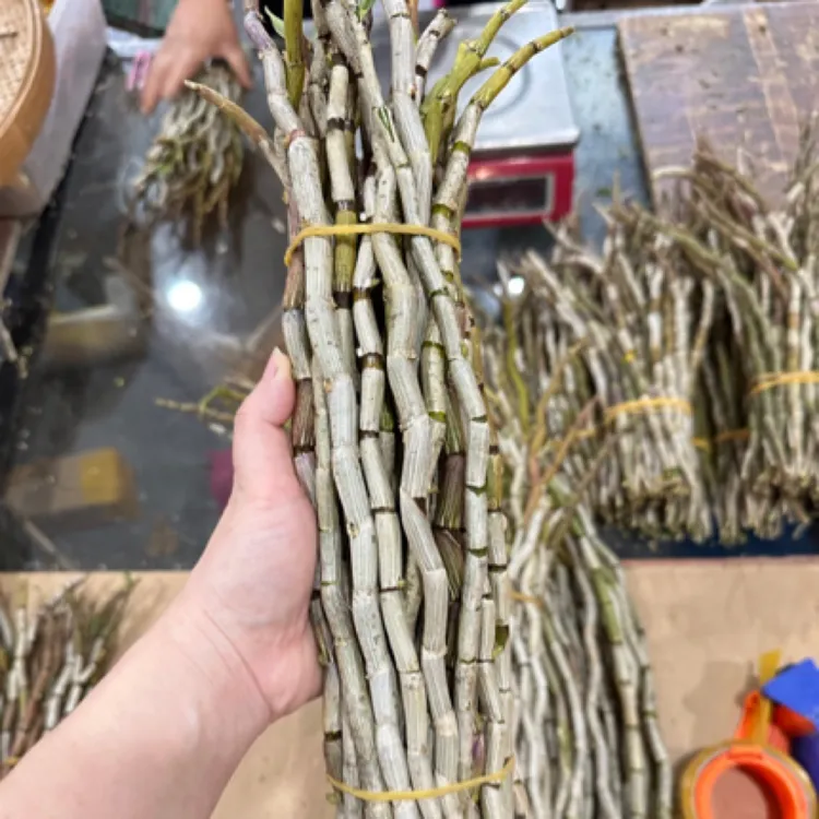 铁皮石斛鲜条五年生