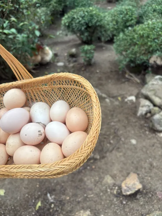 江西赣州安远县正宗农村农家新鲜土鸡蛋果园散养谷物喂养非饲料蛋
