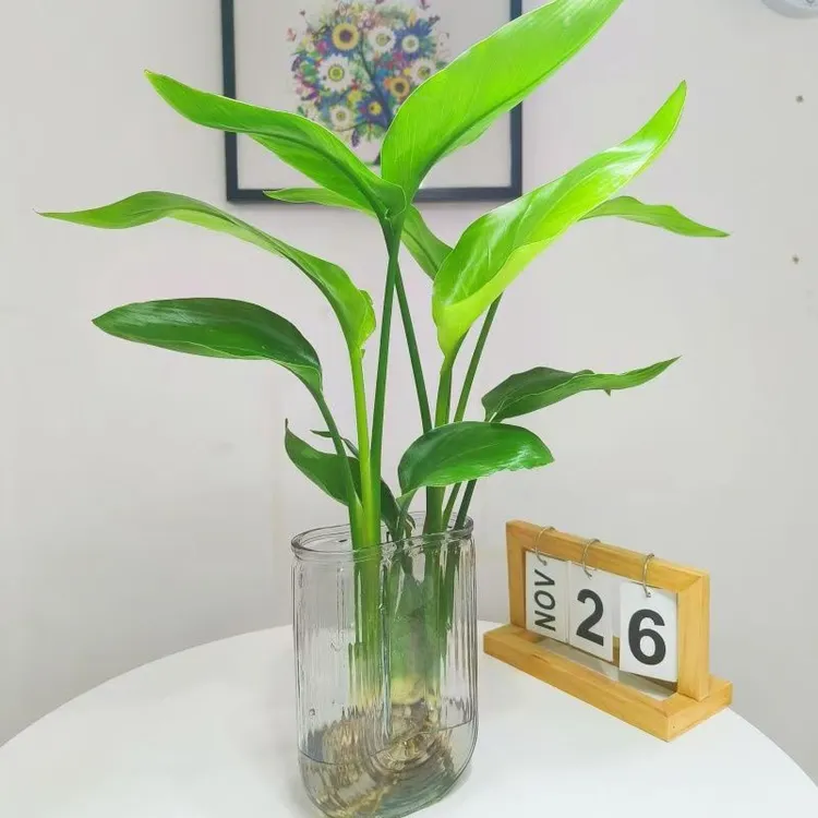 天堂鸟水培植物水养绿植室内盆栽家用好养大型四季花卉办公室内