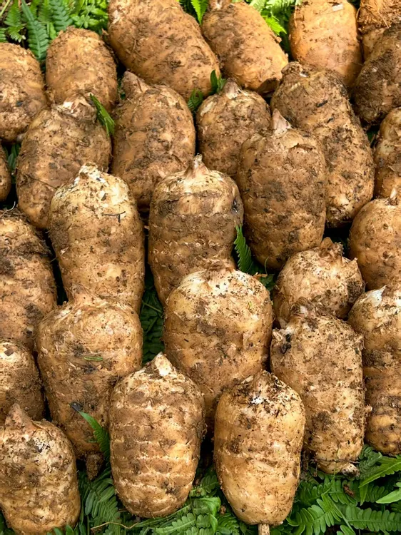 【热卖品】云南昭通小草坝新鲜天麻（一斤/三斤/五斤）林下营养高品质