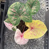 19-0924泰国发货莱茵河