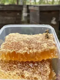 嚼着吃的优质蜂巢蜜