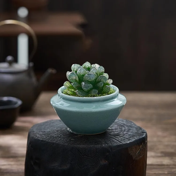多肉植物玉露盆栽桌面小绿植室内阳台花卉盆景禅意中式摆件十二卷