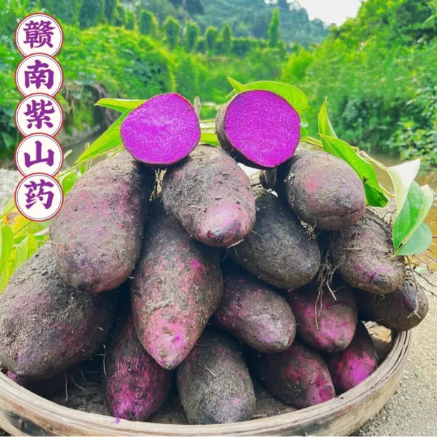 赣南紫山药正宗铁棍山药现挖紫薯毛大薯紫玉淮山新鲜农家种植果蔬