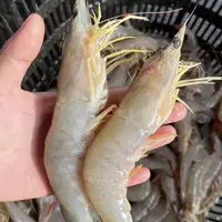 C 广东汕尾本港野生海捕白虾