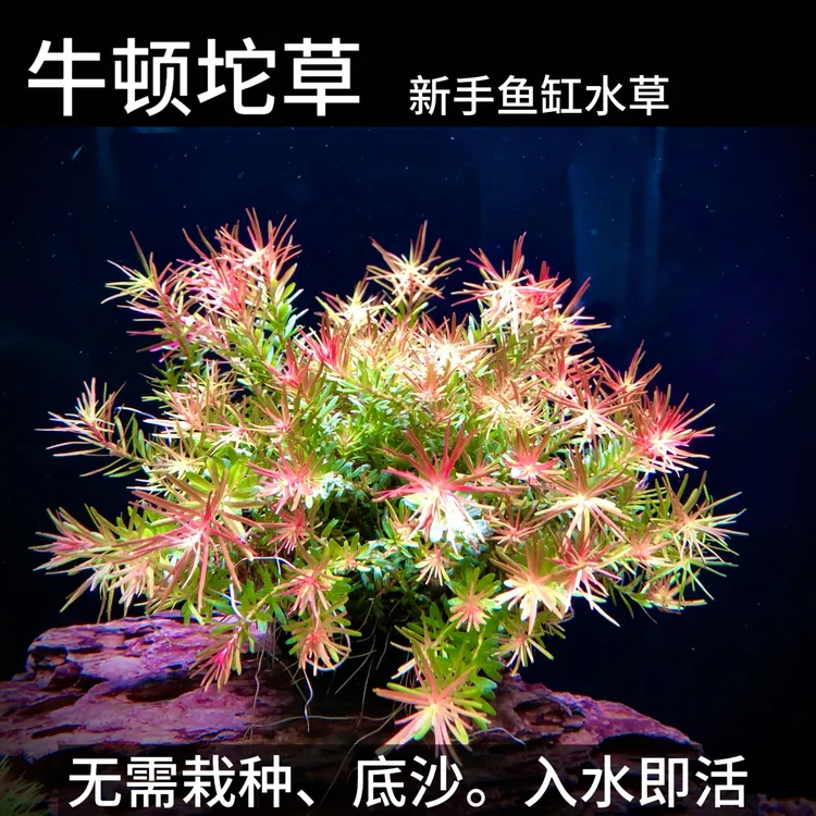 牛顿坨草新手养鱼适用净化水质增氧水下叶坨草淡水鱼缸中后景水草
