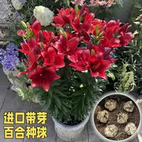 【红妆】百合种球带芽发货四季可种植多年生室内外阳台庭院花卉盆栽