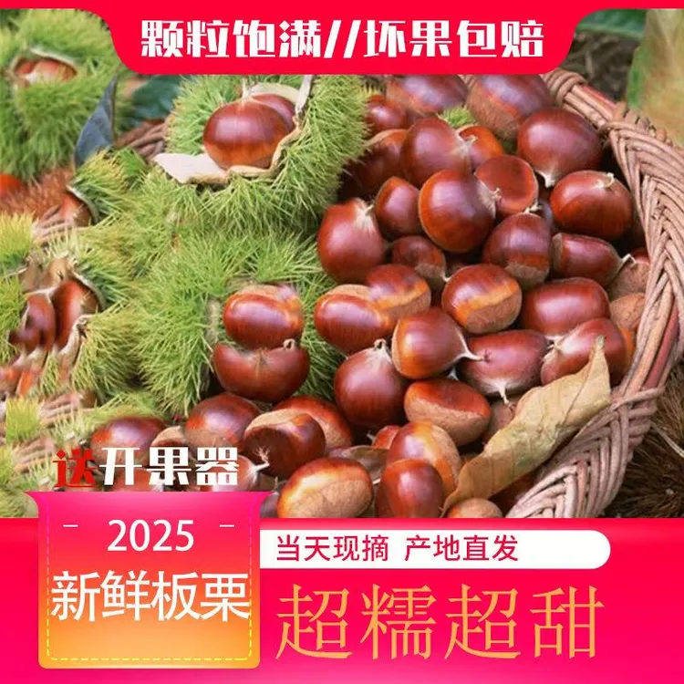 2025高山头茬板栗新鲜精选大果甜香粉糯难剥皮赠栗爪（HH2）