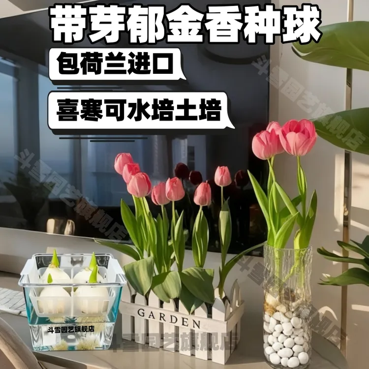 水培郁金香种球球荷兰进口土培水培耐寒盆栽种子水培植物阳台种植