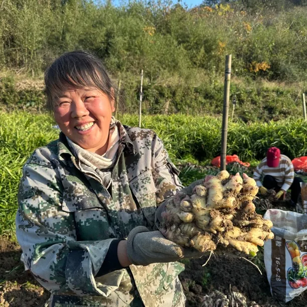 新县大别山精选整块小黄姜嫩姜现挖现发（带少量泥土）
