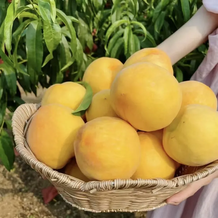 【顺丰包邮】红心锦绣黄桃当季超甜新鲜采摘果园直发