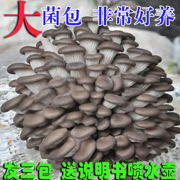 【买1发3大包】平菇菌包好养蘑菇菌包喷水就长菌菇种植包食用菌菌棒