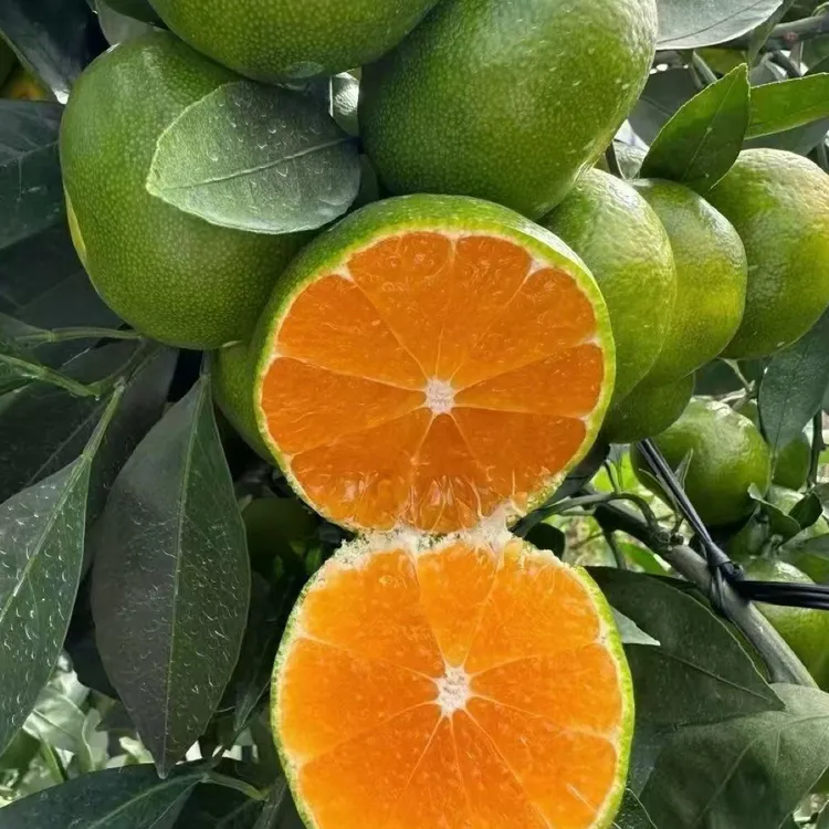 江西赣南寻乌蜜桔柑橘青皮橘子皮薄无籽化渣