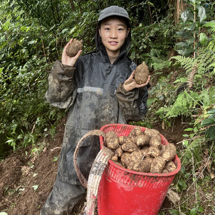 云南昭通小草坝新鲜高山天麻现挖现发带泥发货