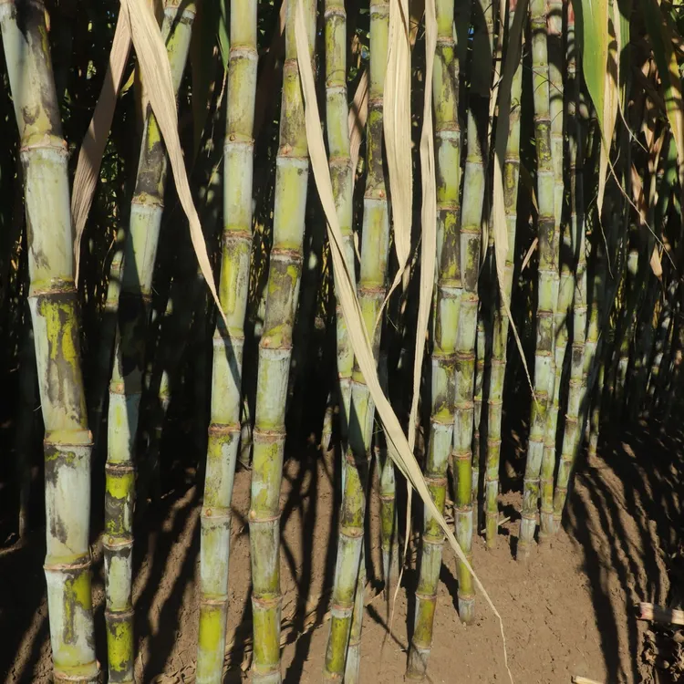 蒲缥青皮甘蔗脆甜多汁当季水果甘蔗云南产地直发