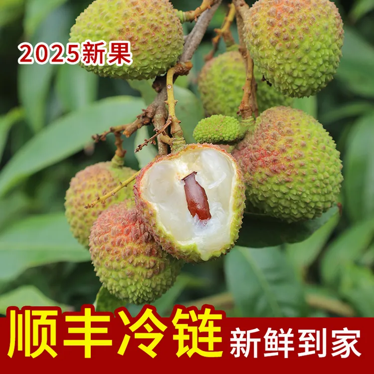 顺丰包邮｜化州妃子笑荔枝核小肉厚 鲜甜多汁（广东省内请拍此链接）