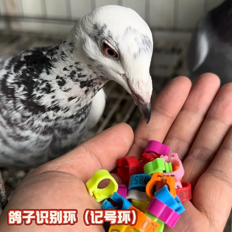 鸽子脚环（多颜色识别环）赛鸽识别卡环足环 大内径塑料卡环
