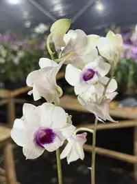 泰秋白花紫心【保苗不保花】粉红大花爆花好养花期长云南鲜花绿植