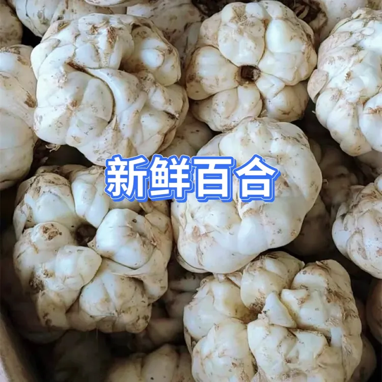 现挖新鲜连州百合清香/粉甜可晒干食用鲜百合食用百合新鲜百合