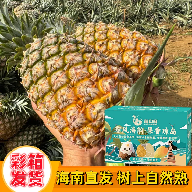 【礼盒彩箱】海南金钻凤梨17号芒果手撕甜蜜蜜冬蜜新鲜水果当季孕妇